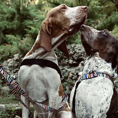 Morso Norwegisches Hundegeschirr Recycelter Spaghetti-Vorfall