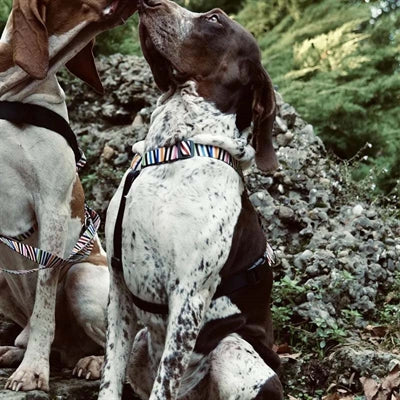 Morso Hundegeschirr Geschirr Aus Recycelten Spaghetti Vorfall