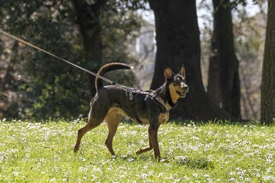 Morso Hundegeschirr Geschirr Aus Recycelten Spaghetti Vorfall